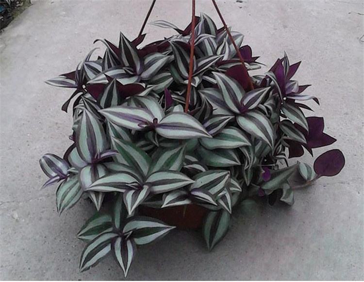 推荐又吸甲醛又好养的植物,哪些植物对猫咪无毒又能吸附甲醛