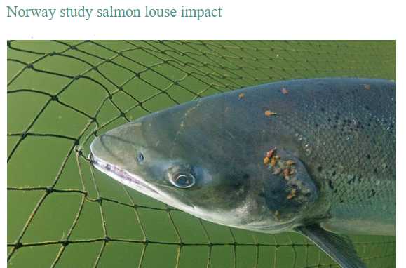 日本三文鱼寄生虫感染,三文鱼寄生虫能杀死吗