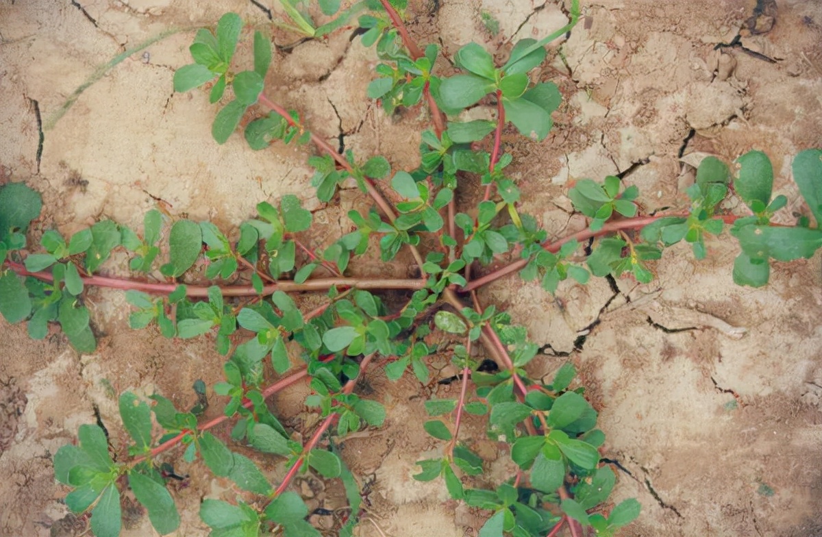 小时候经常见又叫不上名字的植物,一些常见的能吃的植物名称