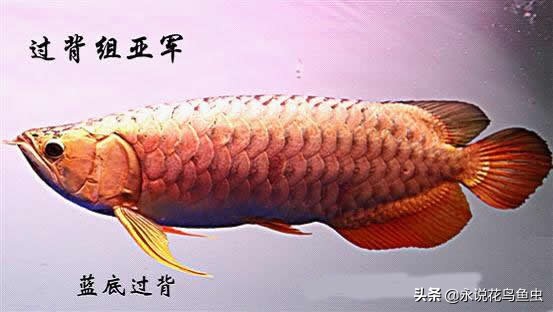 观赏龙鱼图片欣赏,观赏鱼欣赏龙鱼