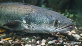 水产养殖业为什么行情这么低迷,水产养殖低迷的例子