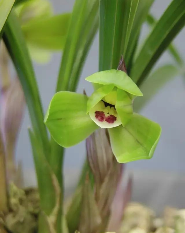 每日一品中药材,每日一品隶书作品