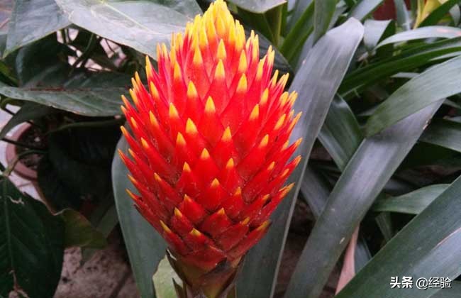 凤梨花叶子发黄怎么办,凤梨花叶子发黄枯萎怎么办