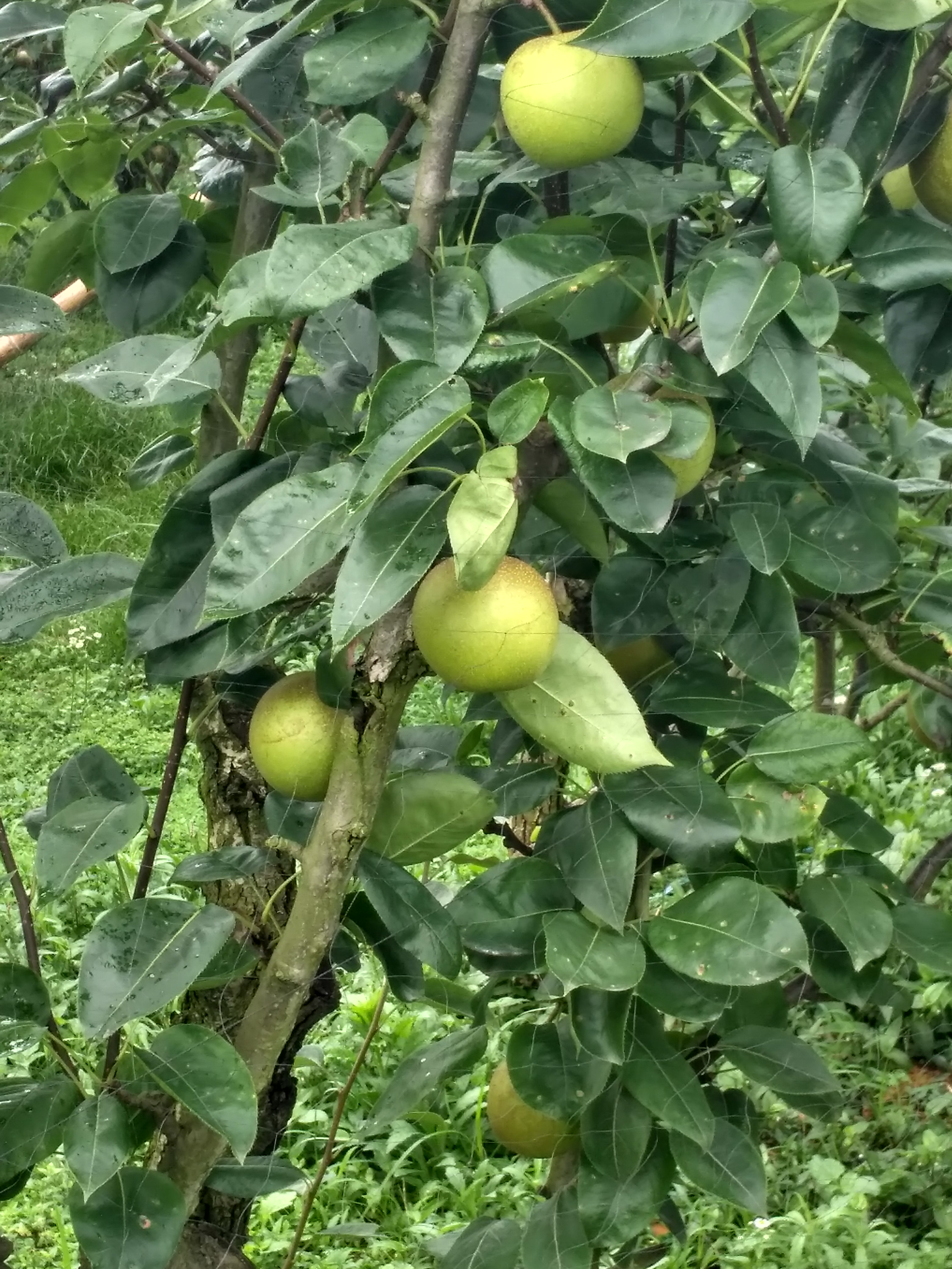 齐春生态园大概花多少钱,贵池齐春生态园