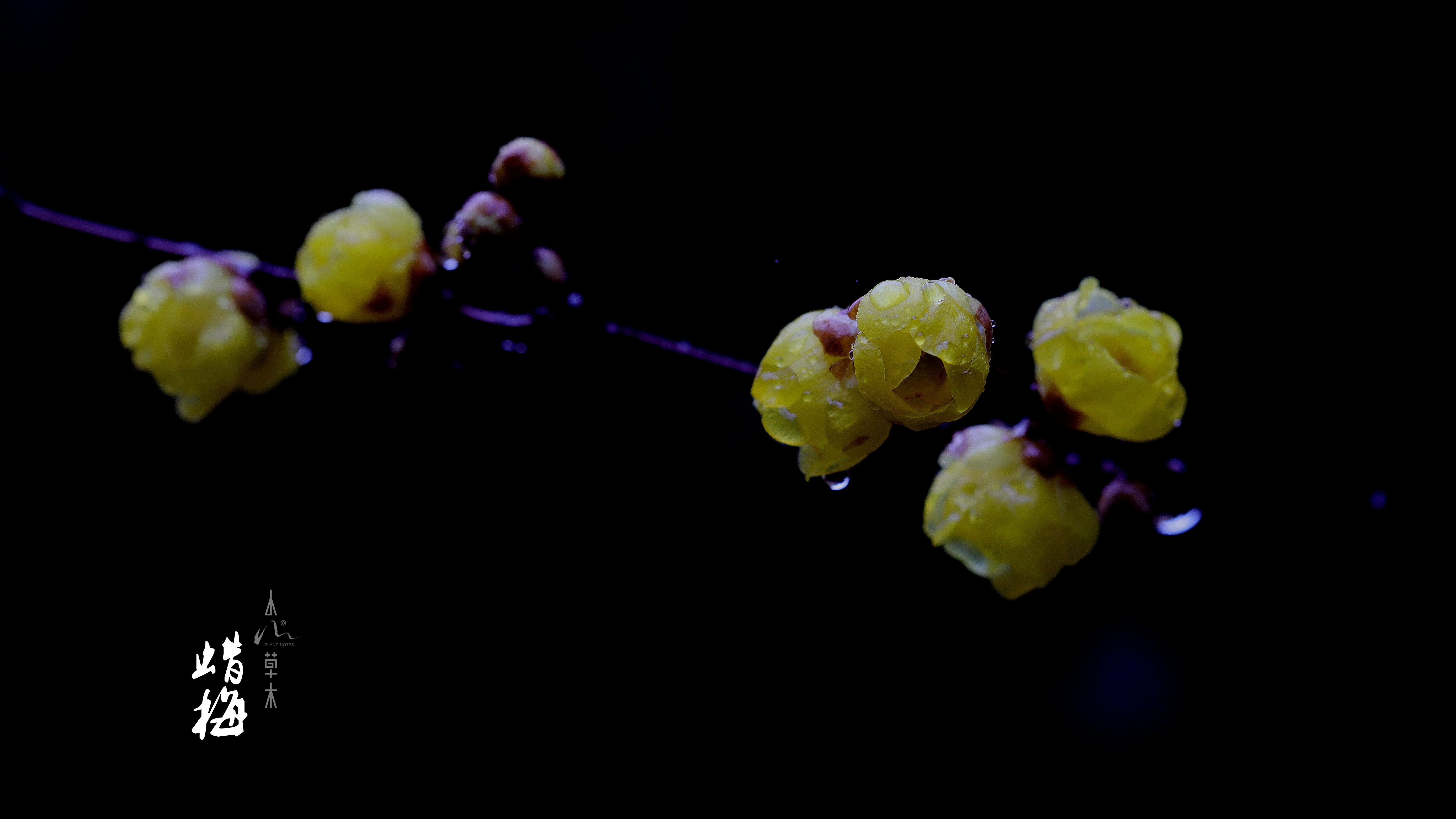 蜡梅|故人未寄岭头信，先报江南春意来