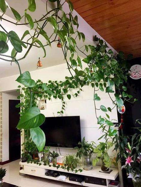 绿萝叶子为何会发黄,绿萝用这三招叶片绿油油