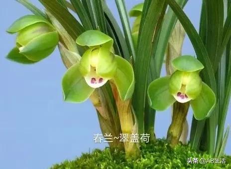 十月份兰花管理措施,兰花发新芽怎么养护