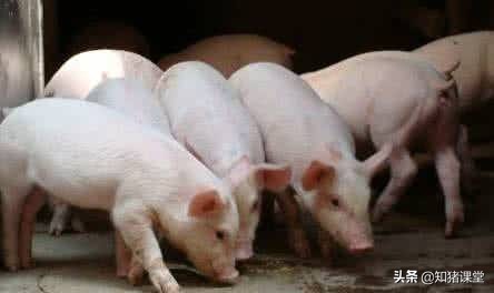 葡萄糖在养猪中的功效与作用,猪场用的葡萄糖是人用的吗