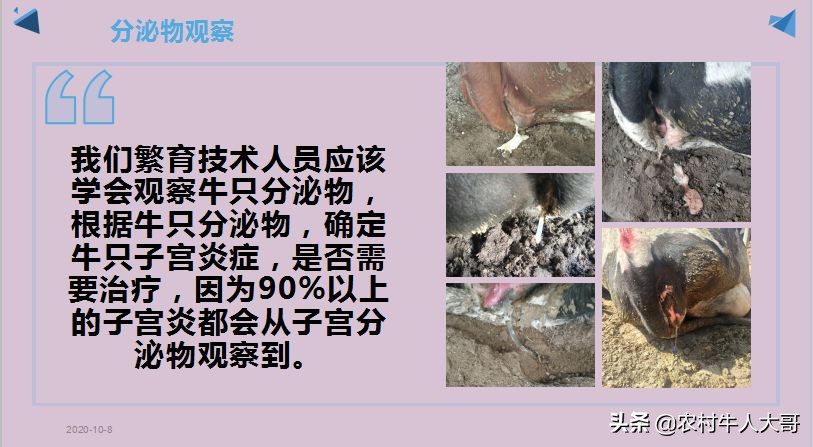 奶牛产后子宫净化保健实施方案ppT课件