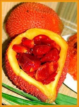 恶魔果实一共有几个形态,动漫中出现的恶魔果实