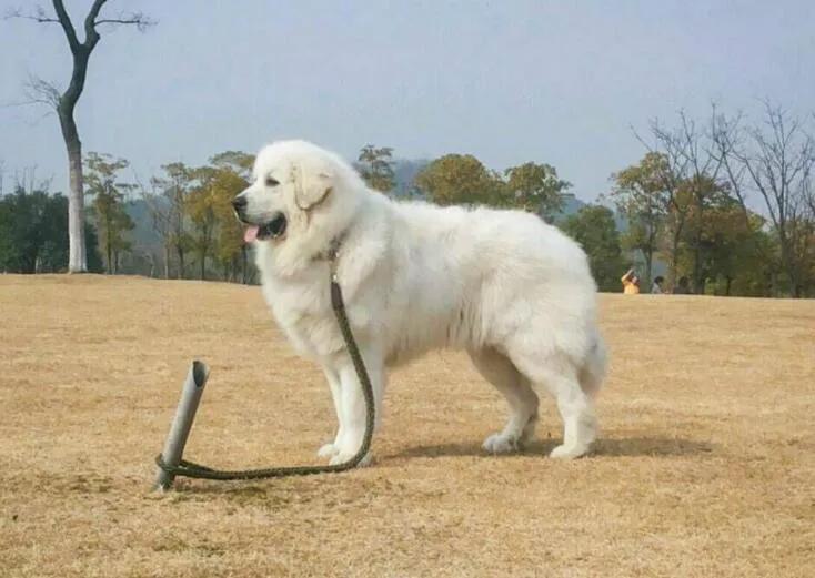 各国猛犬品种排名,各国品种猛犬