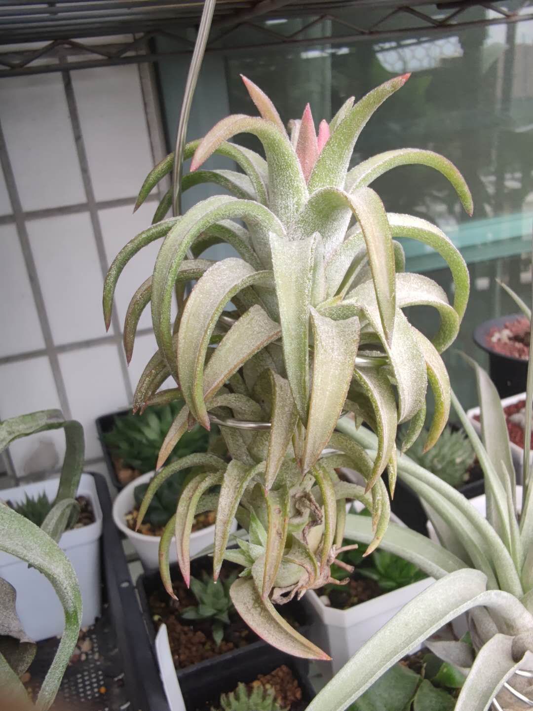 空气凤梨无土懒人植物桌面盆栽,好养懒人绿植推荐一下盆栽