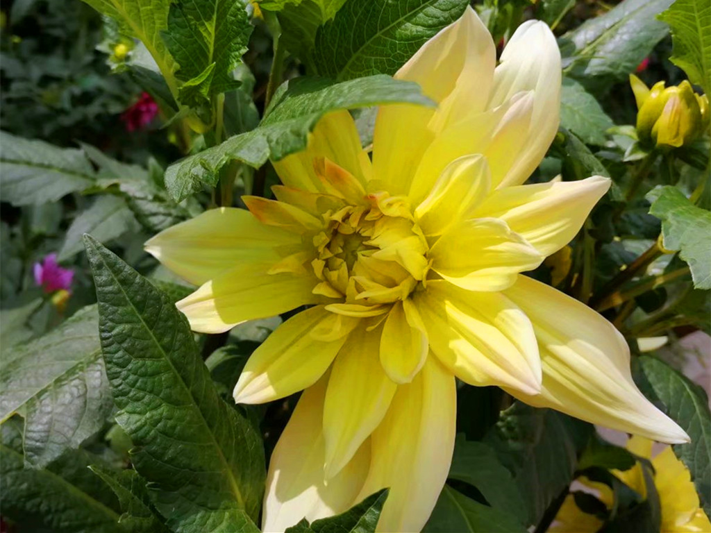 花卉黄叶病的治疗方法,花草有黄叶斑点问题