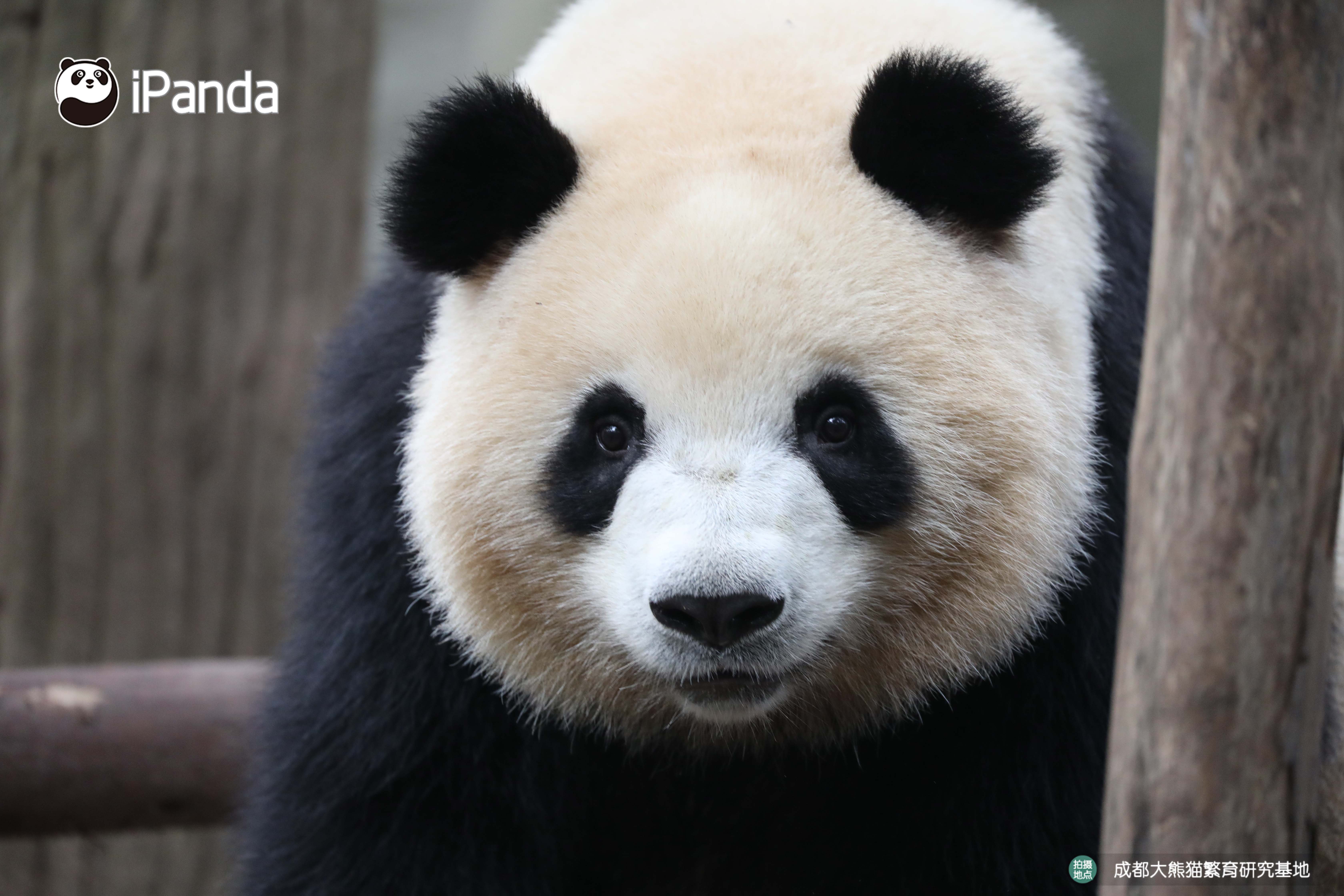 好看的熊头像,好看的熊娃娃