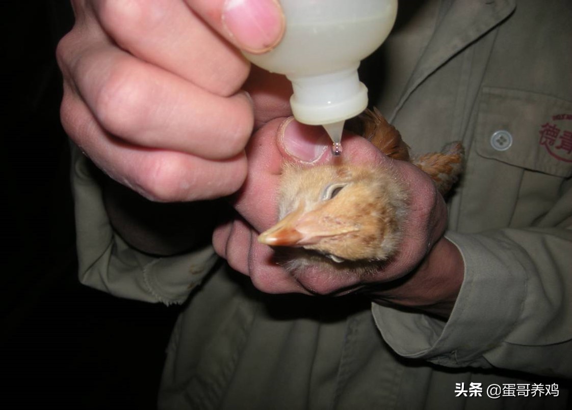 养鸡防疫流程,养鸡防疫最新方法