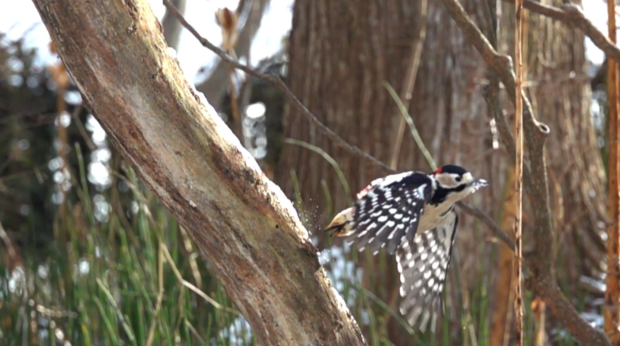 慢享自然，快意拍摄索尼黑卡RX10M4升级体验
