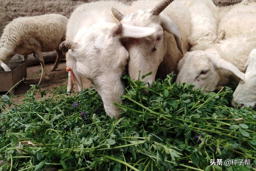 牧草养殖牛羊技术,北方适合种植牛羊牧草