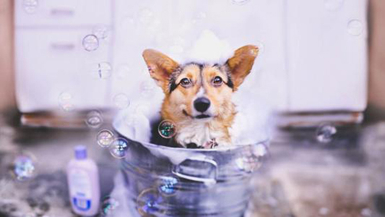 领养狗狗可以挑选品种和年龄么,领养狗狗要领养什么样子的好