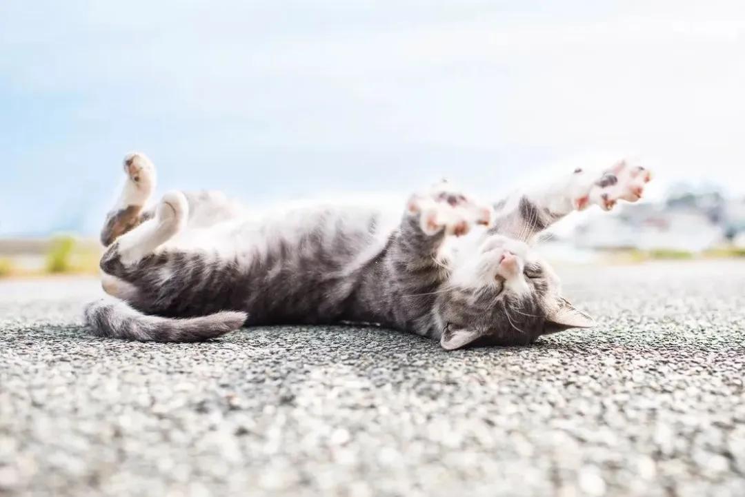 如果不给猫做绝育一辈子能生几窝,到底有没有必要给猫咪绝育