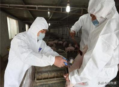 养了这么多年的猪一直亏本,养了20多年的猪后来怎样了