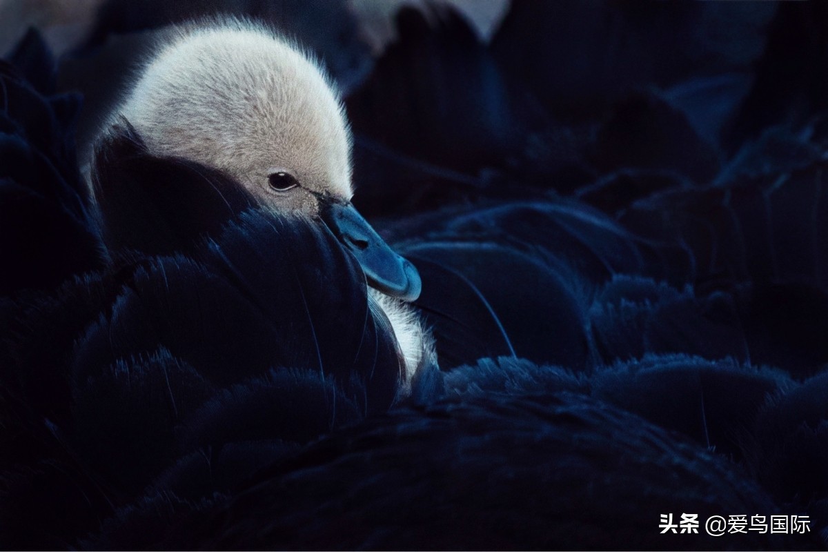 2020观鸟大年,观鸟大年完整版