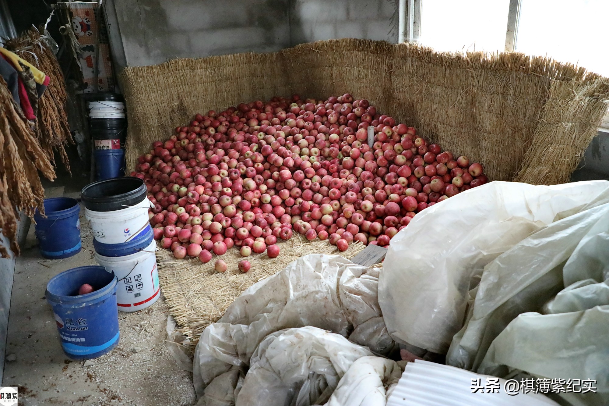 暴雨成苹果终结者？果农将4000棵果树全砍光：我不接受采访