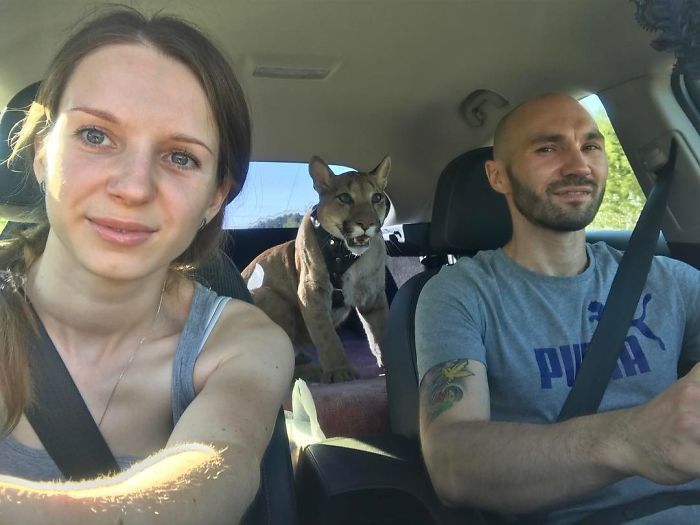 海豹北极熊为什么不怕冷,棕熊海豹