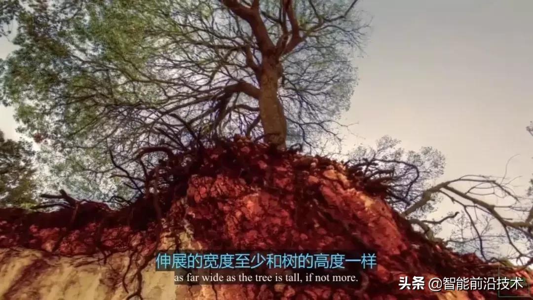 神奇“树联网”，地球本身是一个巨大的超生物体