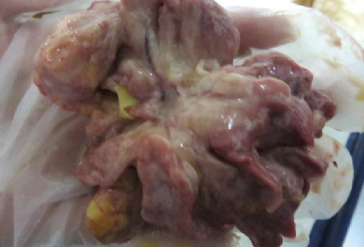 鸡得白血病如何防治,鸡白血病的诊断与防治