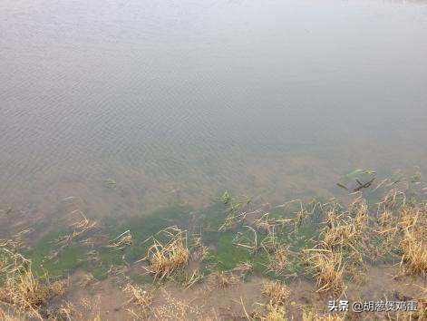 稻虾田肥水用什么肥料,虾田肥水最简单方法