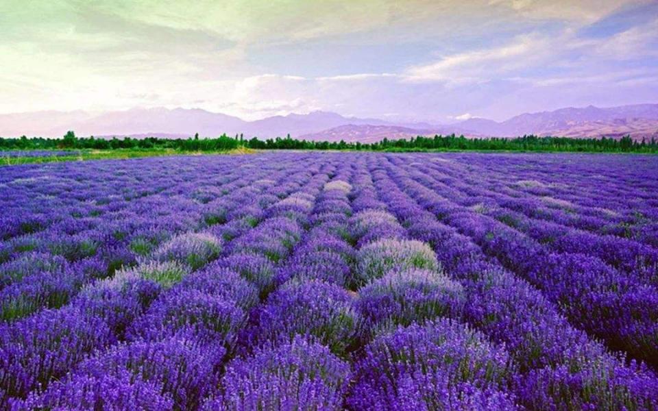 薰衣草精油是怎么用的呢,伊帕尔汗薰衣草精油的正确用法