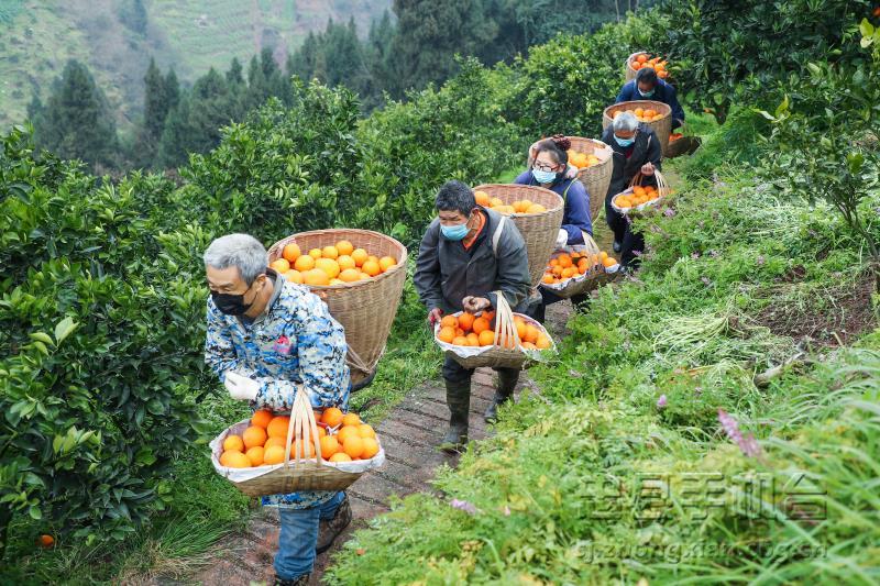 重庆忠县忠橙,忠县忠橙哪里买