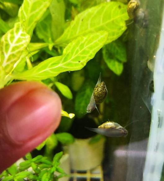 鱼缸的螺是怎么来的你知道么,它对观赏鱼有没有害,该怎么去除?