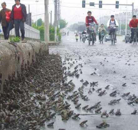 南京上空出现老鹰了吗,南京滨江上空近千只老鹰盘旋飞舞