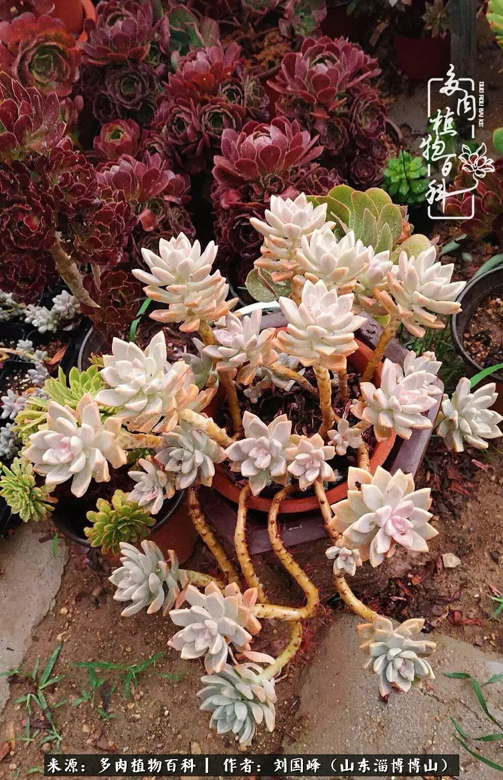 多肉植物大王叫我来巡山,大王叫我来巡山绿植