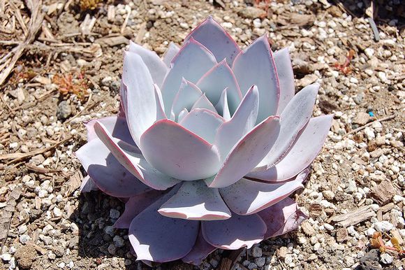 广寒宫都有谁,广寒宫里都有谁