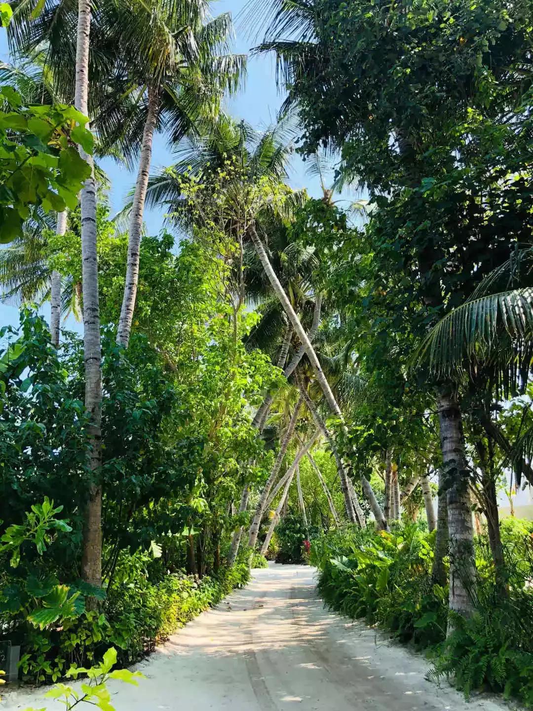 c位出道maria,马尔代夫南丽世岛和北丽世岛