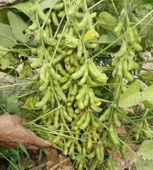 毛豆打什么药才能使豆荚饱满,大豆不饱满怎么防治