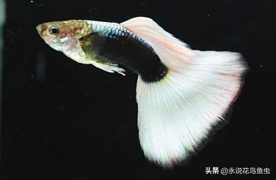 孔雀鱼尾鳍怎么超大,孔雀鱼尾鳍分类