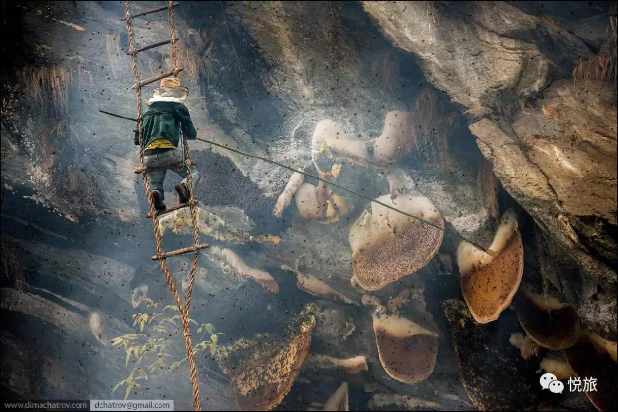 喜马拉雅山悬崖上采蜜人,喜马拉雅山采蜜人完整版