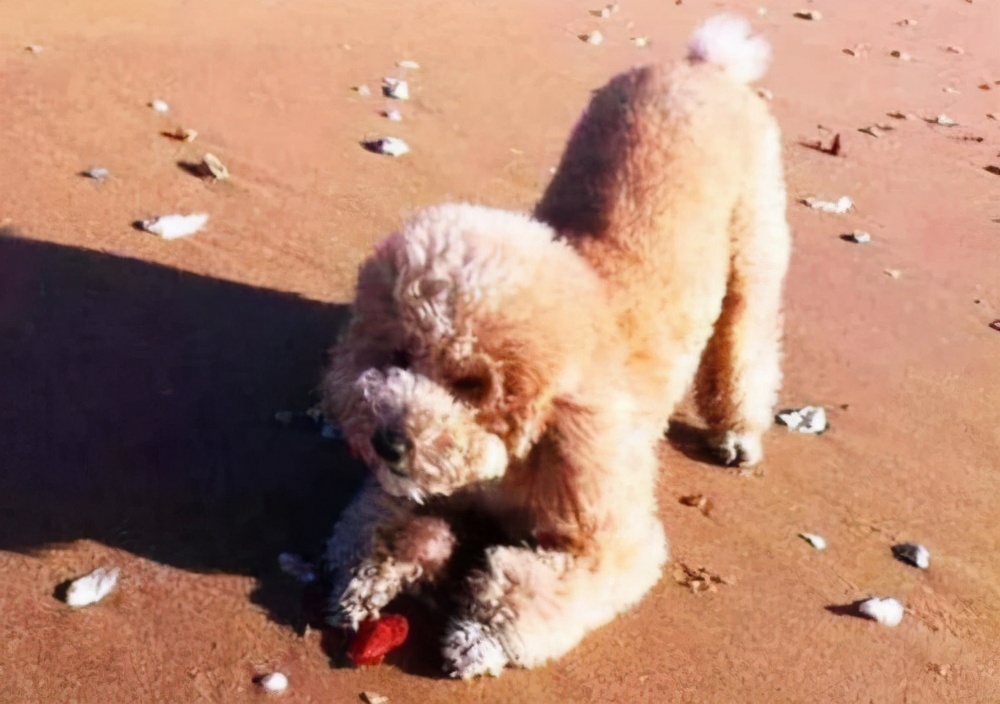 对泰迪犬的态度有哪些表现,泰迪犬若有这4个行为