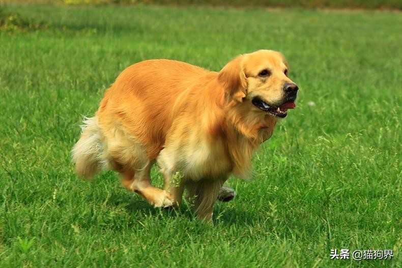狗狗用了驱虫药偶尔还是挠痒,狗狗老是挠痒把毛都挠掉了
