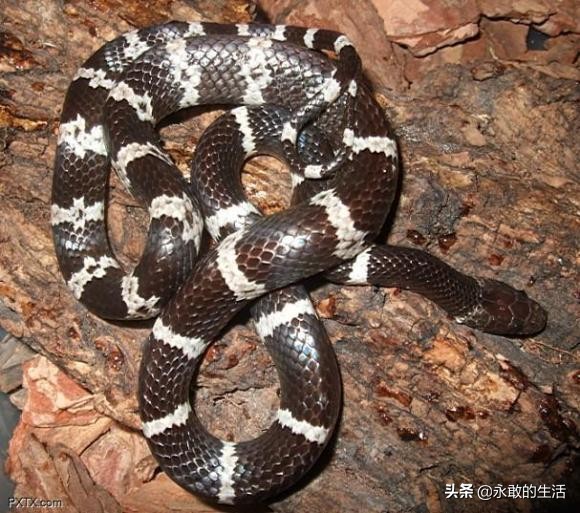 100种有毒的蛇,10种最毒的蛇是哪种蛇