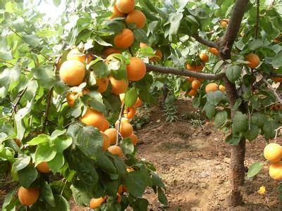 农村最近的山上有没有风景,乡村里都有一道特别迷人的风景