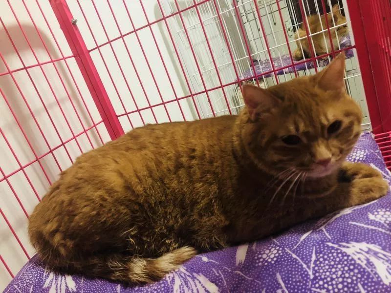 中华田园猫为什么叫中华田园猫呢,中华田园猫乌云盖雪是招财猫吗