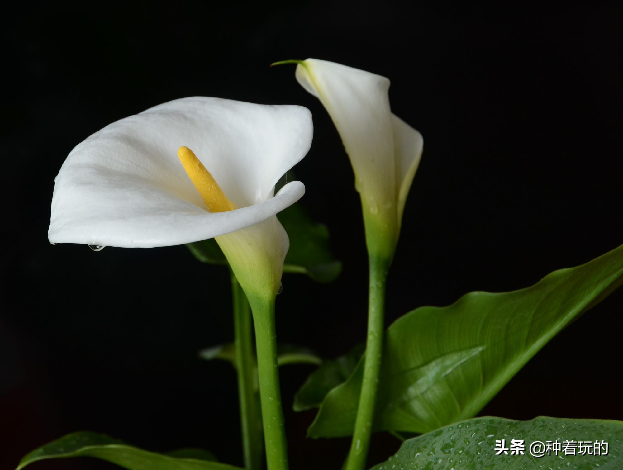 纯洁优雅的少女绽放的马蹄莲从天降落的圣光你心动了吗