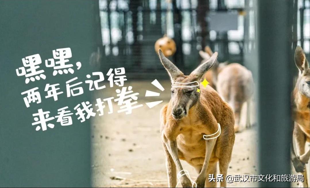 武汉动物园改造升级工程,武汉动物园升级最新消息