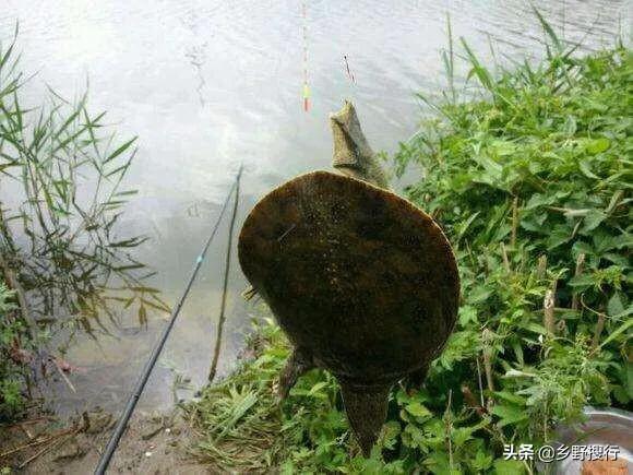 怎样辨别野生甲鱼和饲养甲鱼,野生水库怎么辨别有没有甲鱼存在