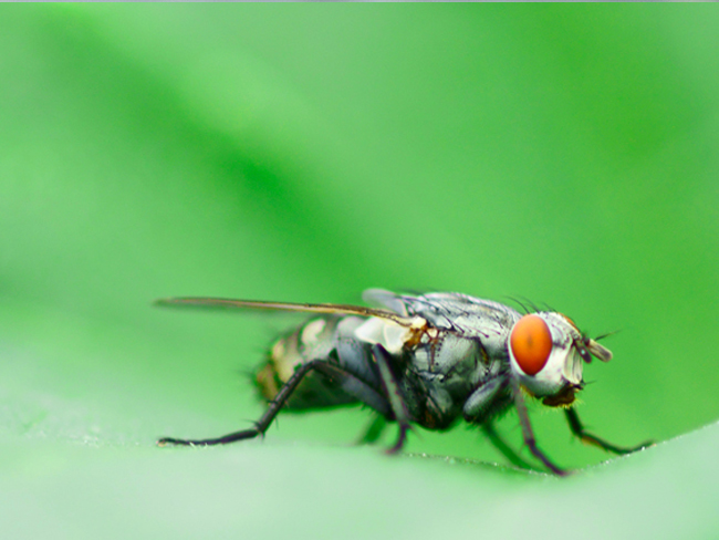 养殖苍蝇致富案例,中国苍蝇养殖第一人