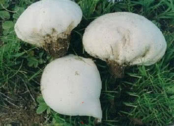 马勃，见过吗？内用于肺热咳嗽、咽喉肿痛，外用于止血，诸疮